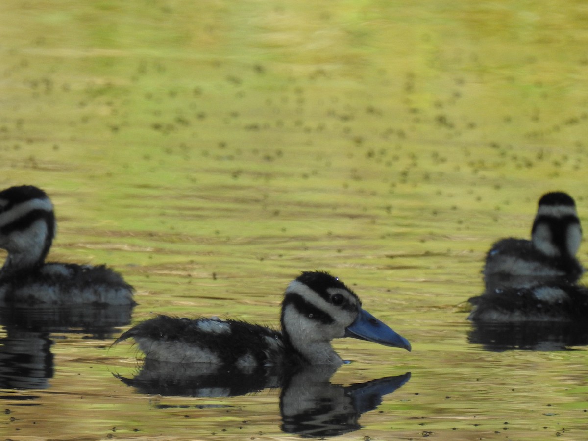 Black-bellied Whistling-Duck - ML373051541