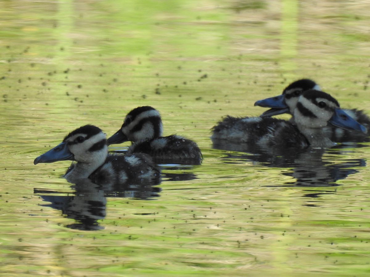 Black-bellied Whistling-Duck - ML373051551