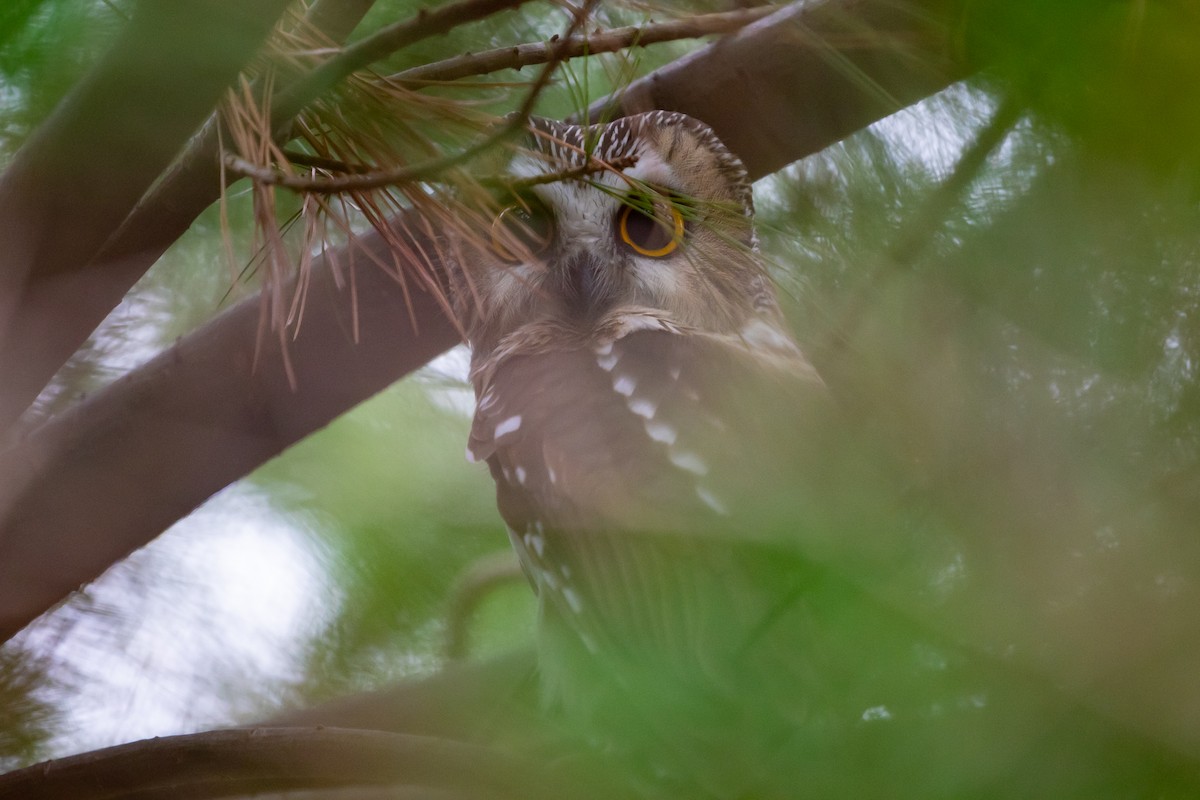 Northern Saw-whet Owl - ML373052191