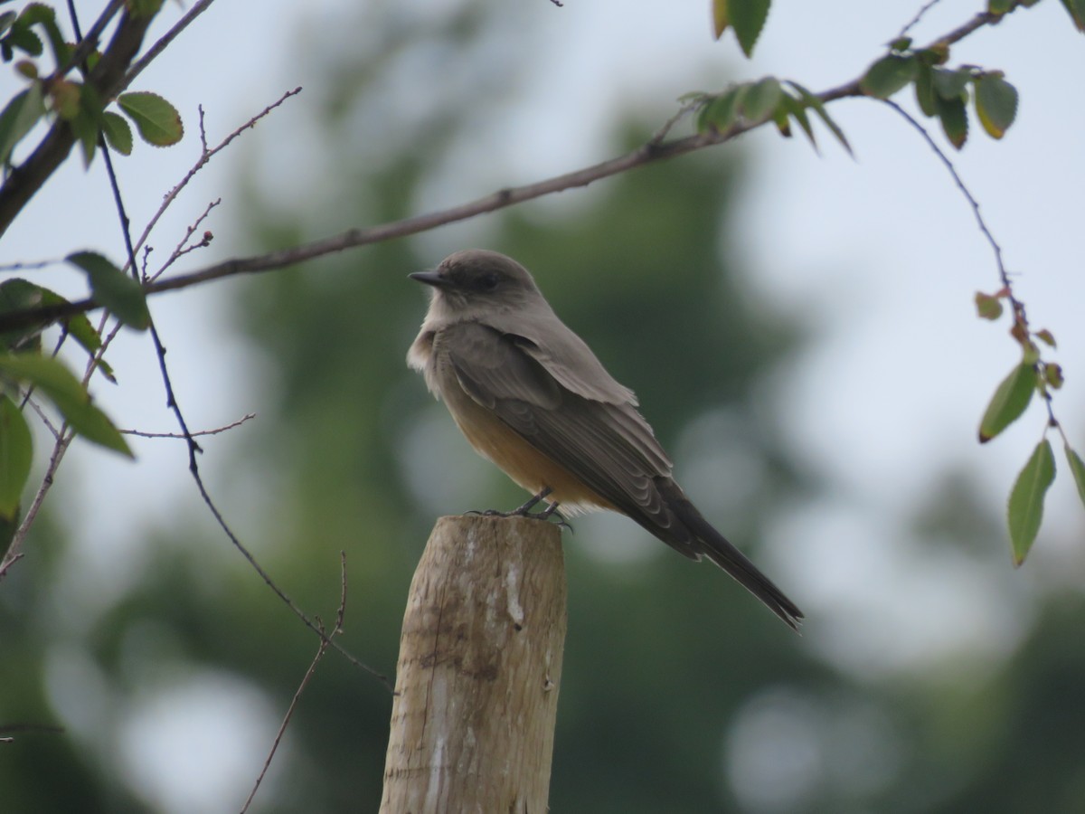 Say's Phoebe - ML373052721