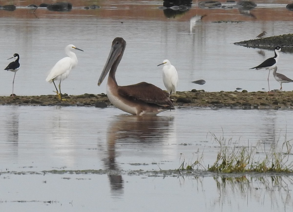 Brown Pelican - ML373055301