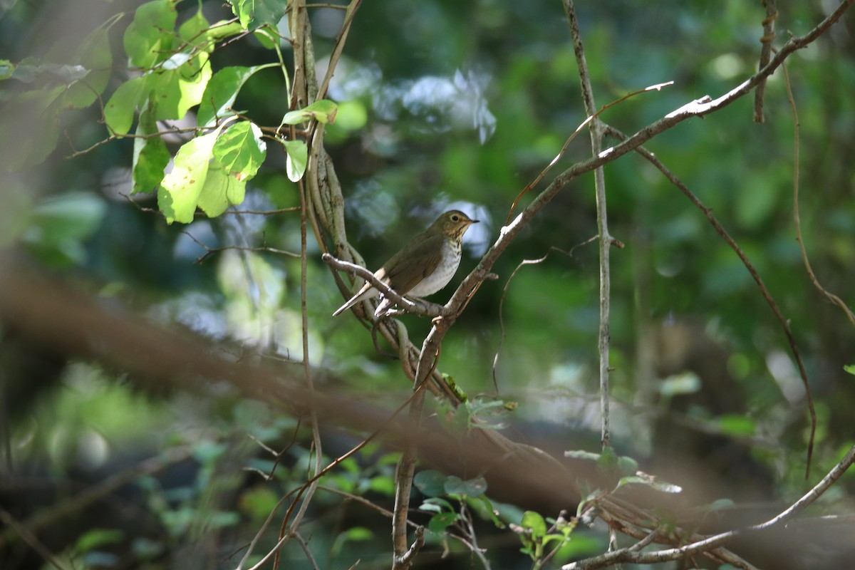 Swainson's Thrush - ML373055671