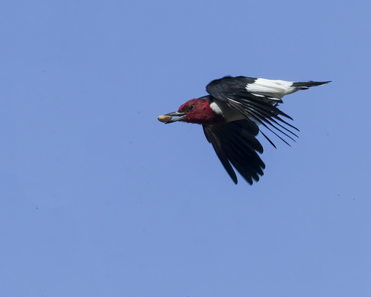 Red-headed Woodpecker - Brian Smith
