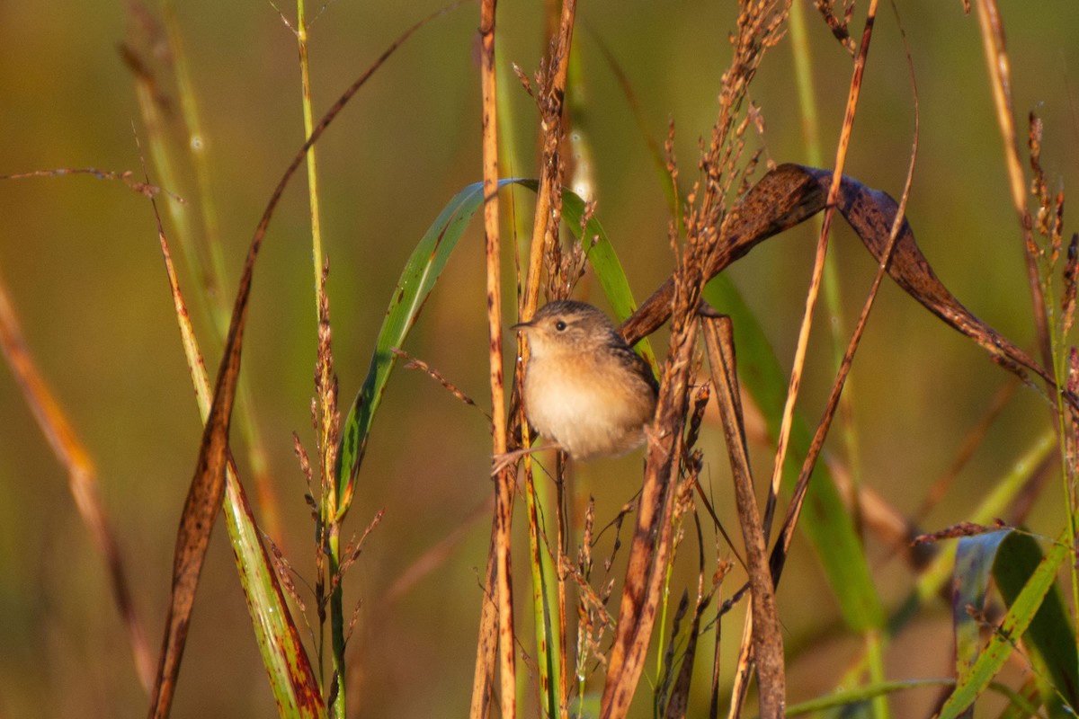 Sedge Wren - ML373056751