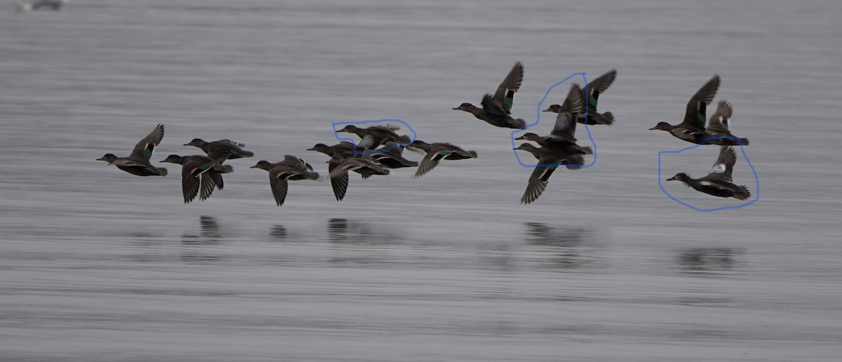 Blue-winged Teal - ML373058131