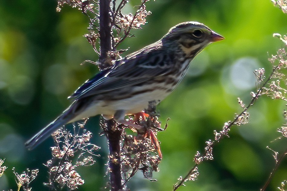 Savannah Sparrow - ML373062181