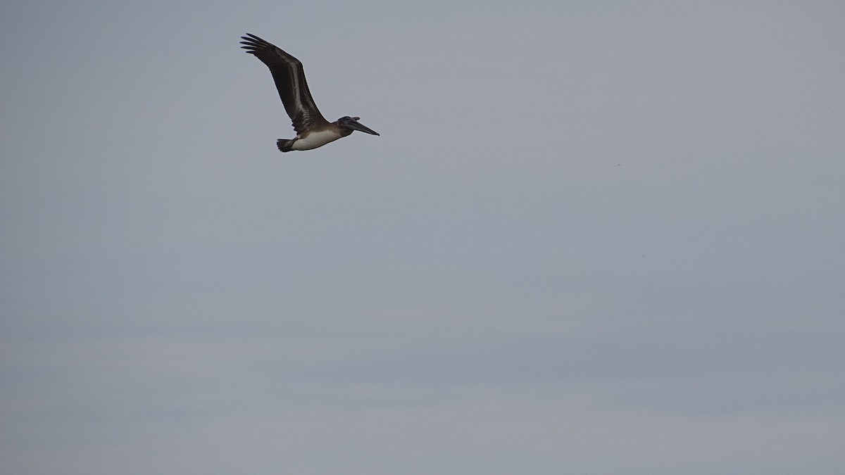 Brown Pelican - ML373062241