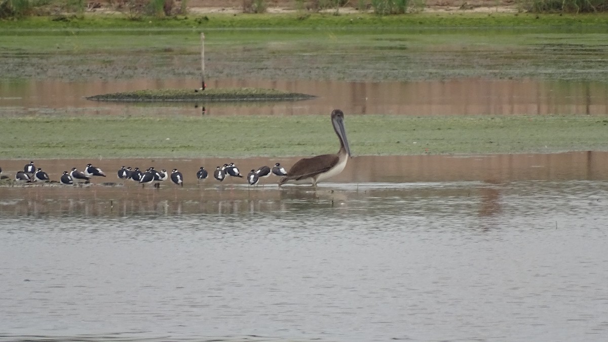 Brown Pelican - ML373062251