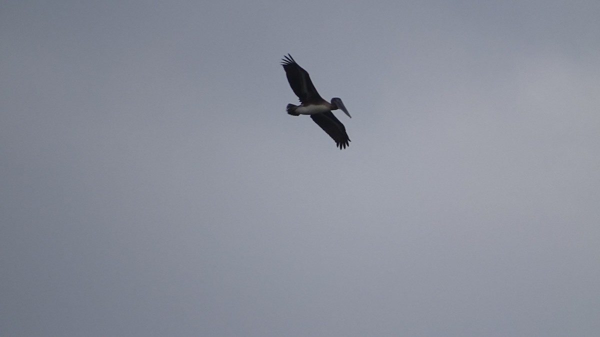 Brown Pelican - ML373062271