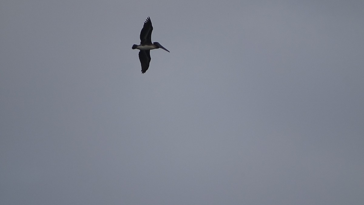 Brown Pelican - ML373062281