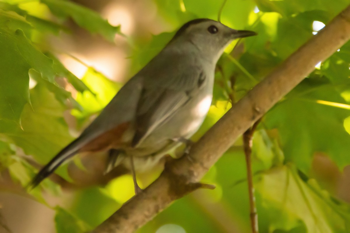 Gray Catbird - ML373062421