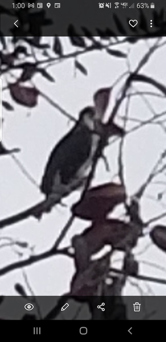 Osprey - ML373063051