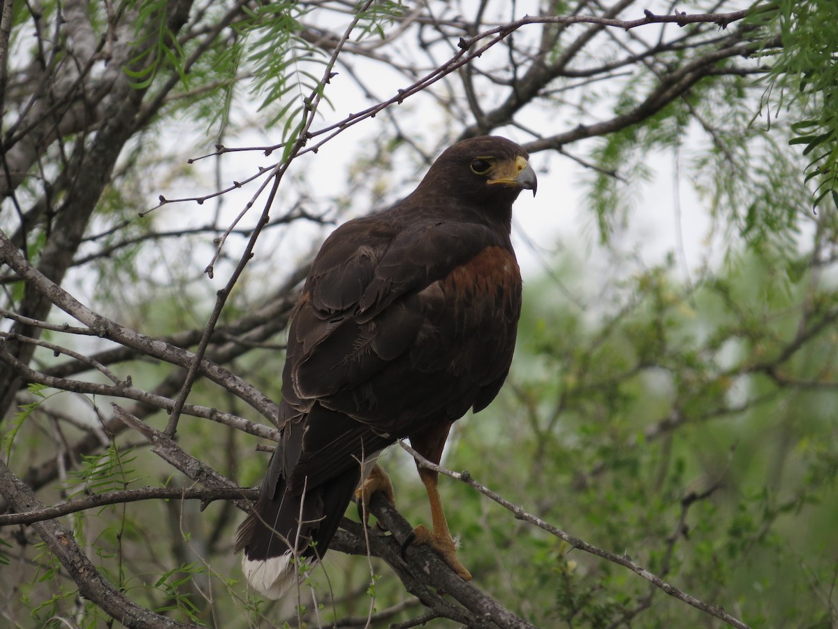 Harris's Hawk - Brian Wulker