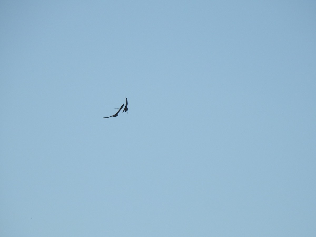 Peregrine Falcon (Eurasian) - ML373063551