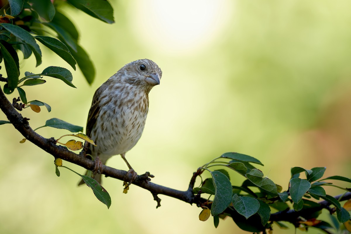 Purple Finch - ML373065641
