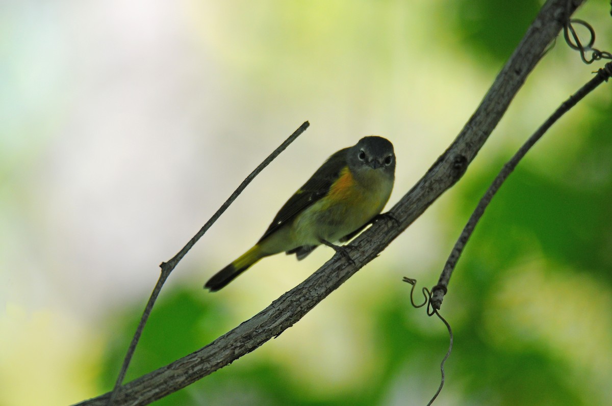 American Redstart - ML373066071