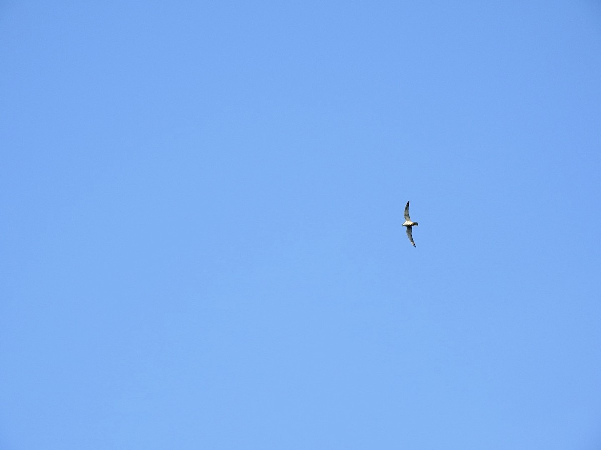 Eurasian Hobby - ML373067641