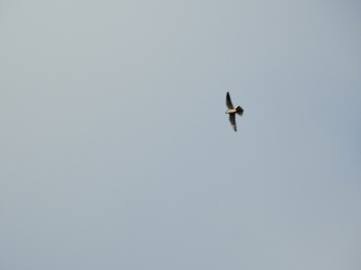 Eurasian Hobby - ML373067651