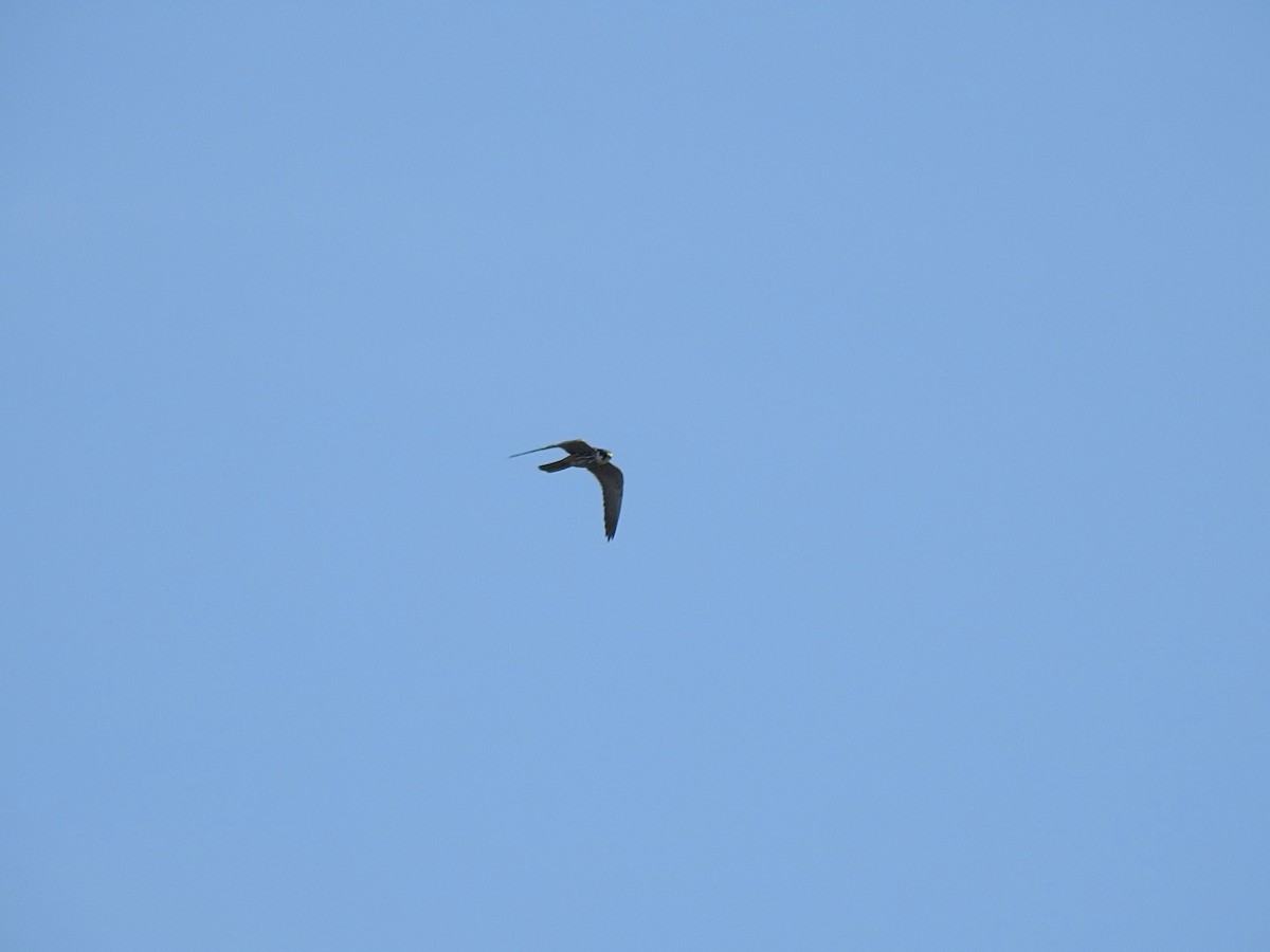 Eurasian Hobby - ML373067661