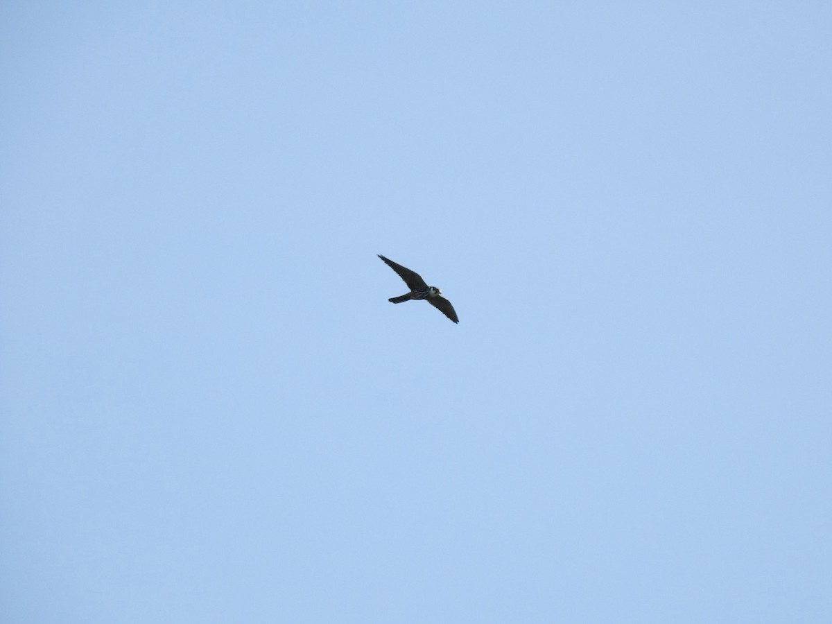 Eurasian Hobby - ML373067681