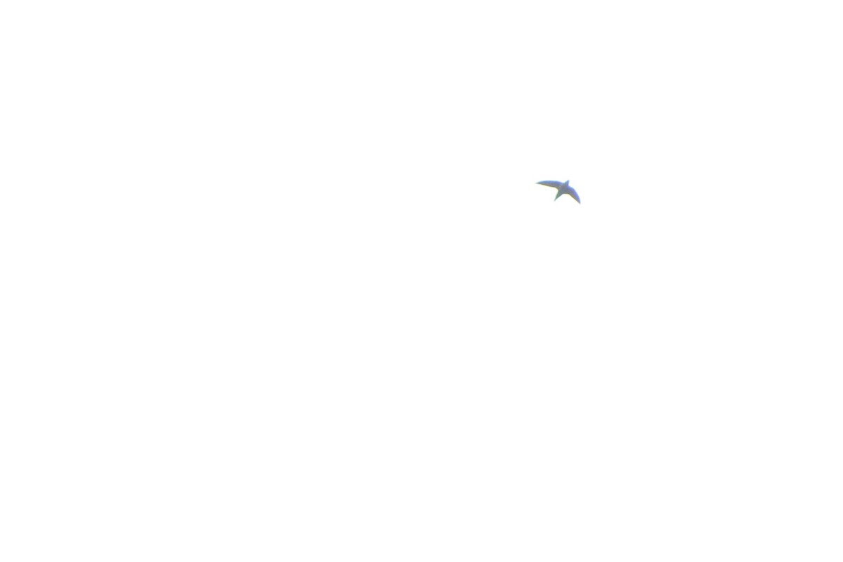 rorýs srpokřídlý - ML373068601