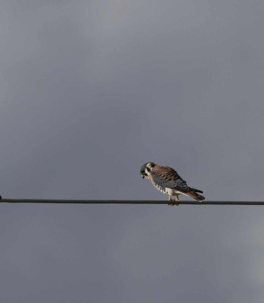 American Kestrel - ML373072351