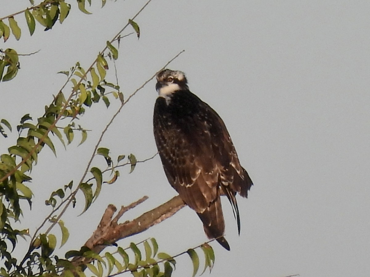 Águila Pescadora - ML373073721