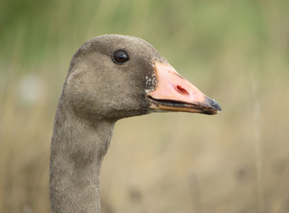 Greater White-fronted Goose - ML373074721