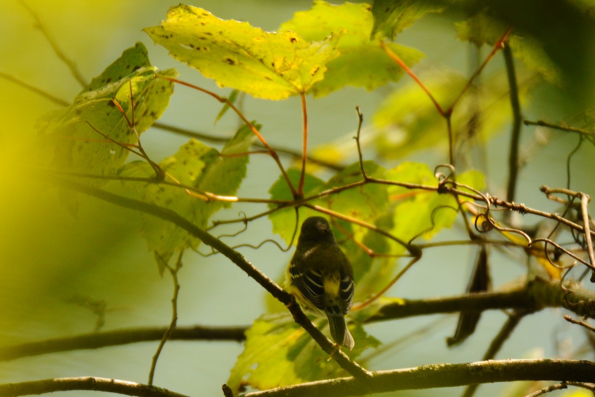 Magnolia Warbler - Lori  McCollister