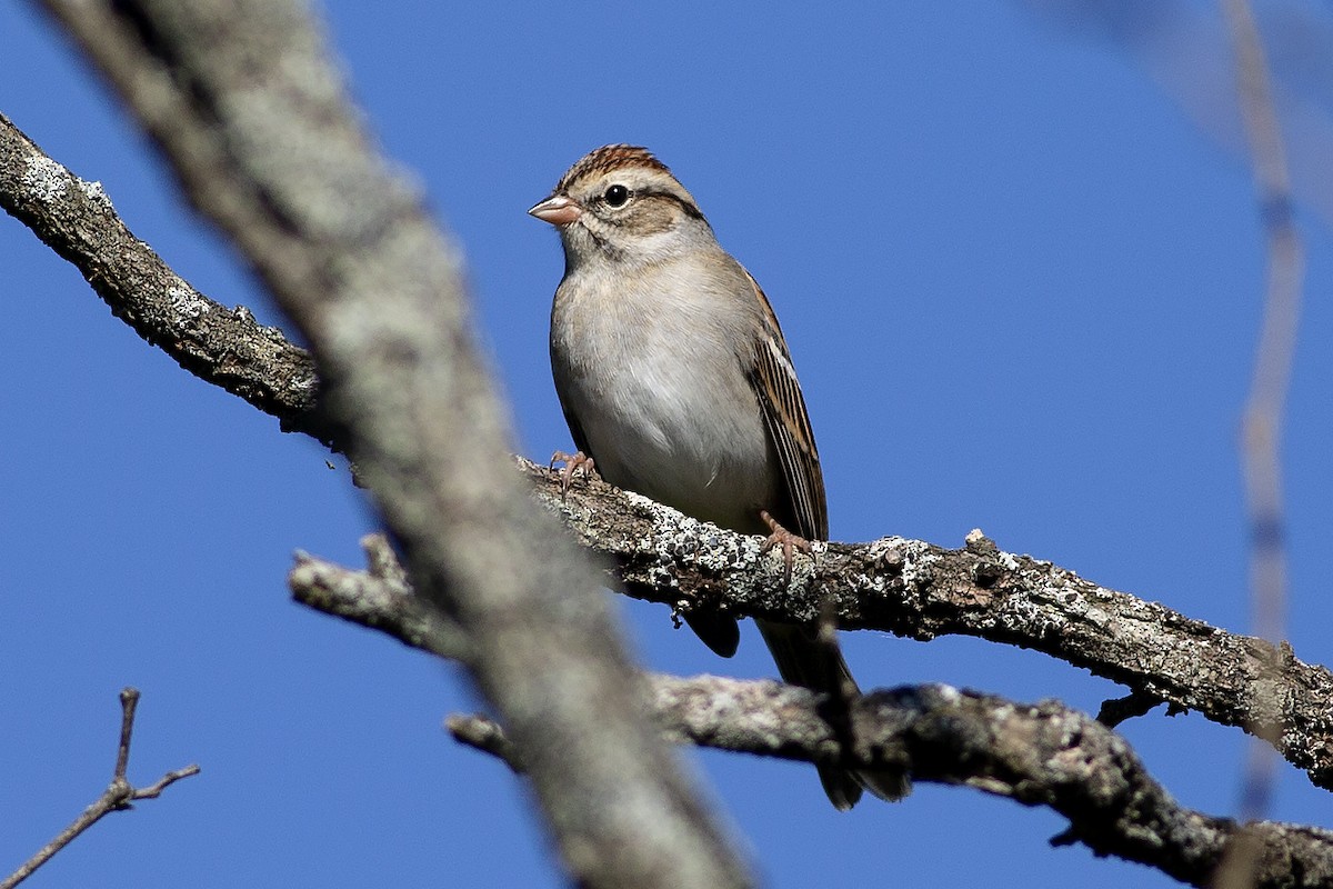 Chipping Sparrow - ML373076721