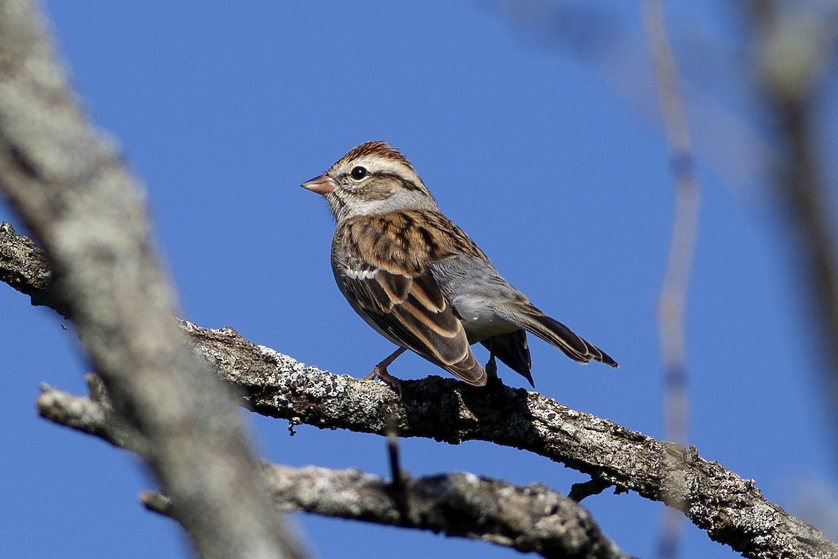 Chipping Sparrow - ML373076731