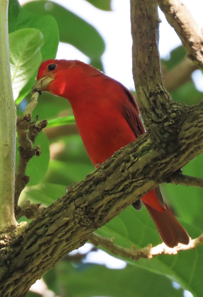 Summer Tanager - ML373077191