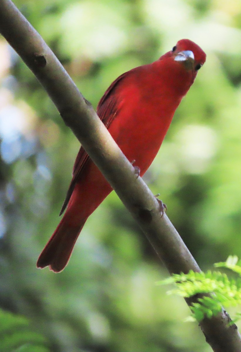 Summer Tanager - ML373077271