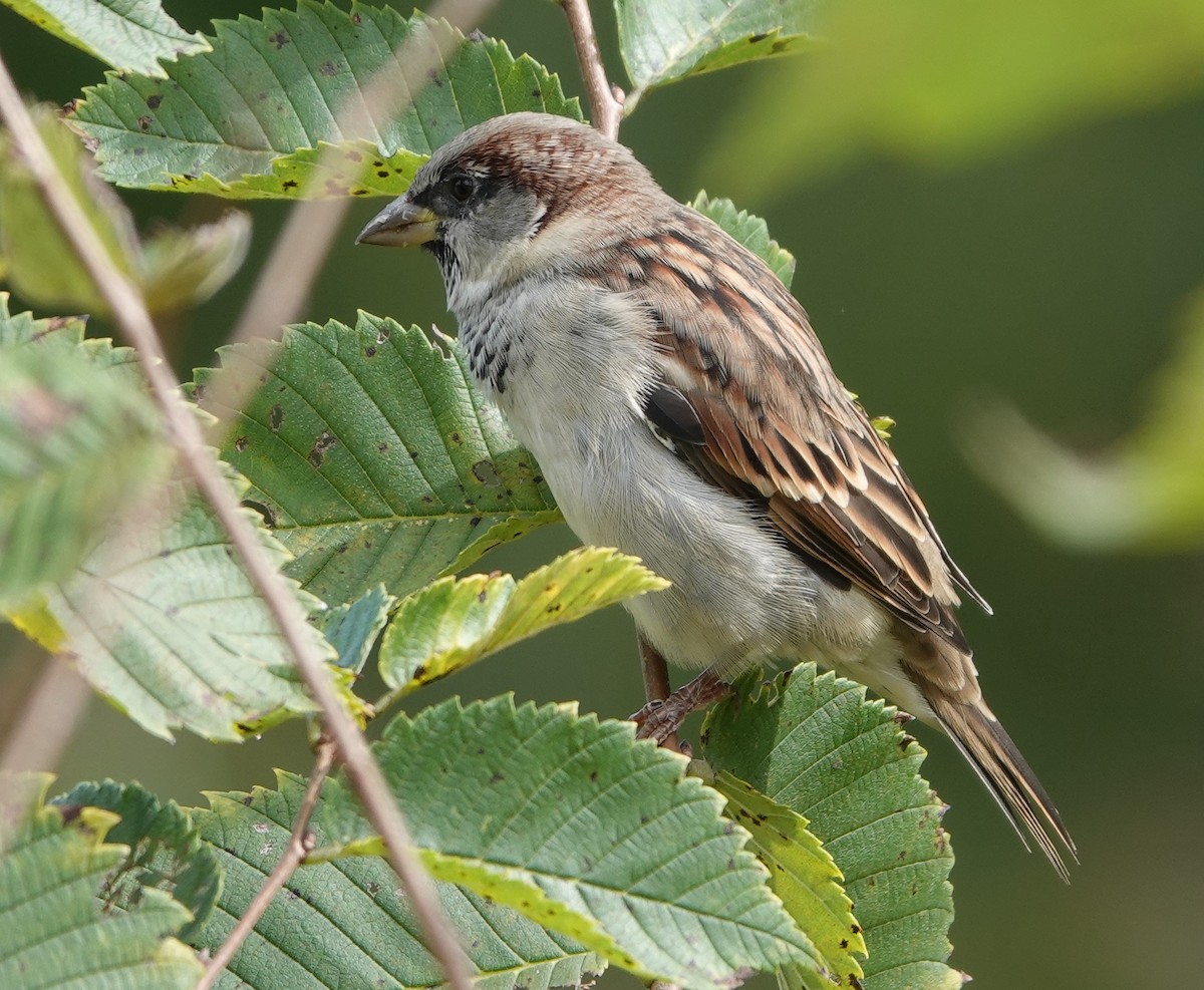 House Sparrow - ML373077691