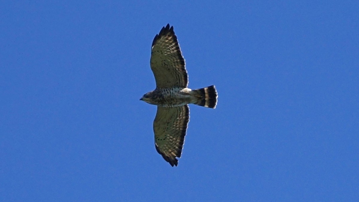 Broad-winged Hawk - Skipper Anding