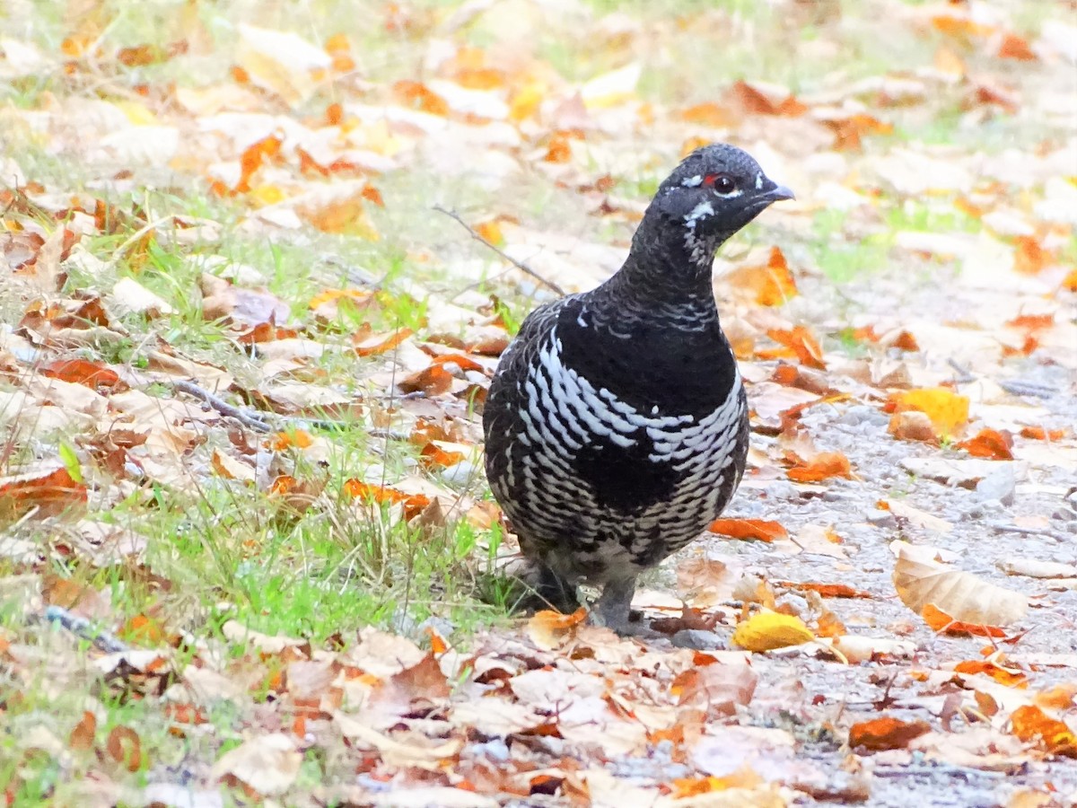 Spruce Grouse - Pierre André