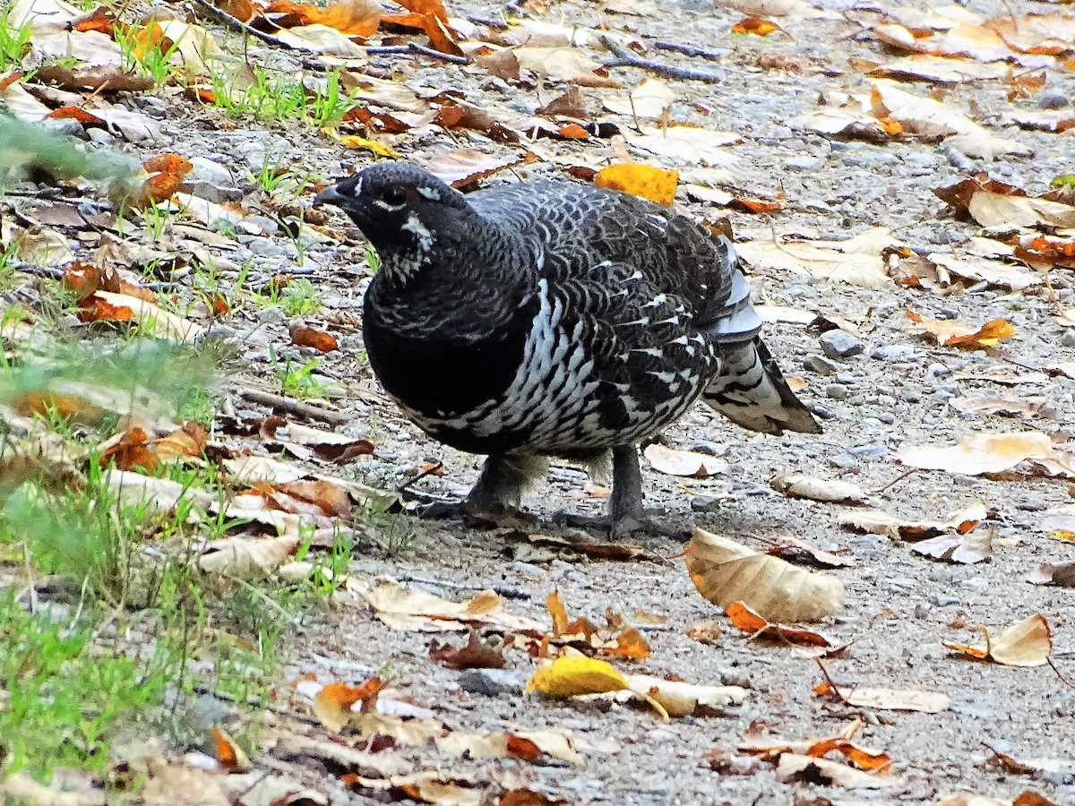 Spruce Grouse - Pierre André