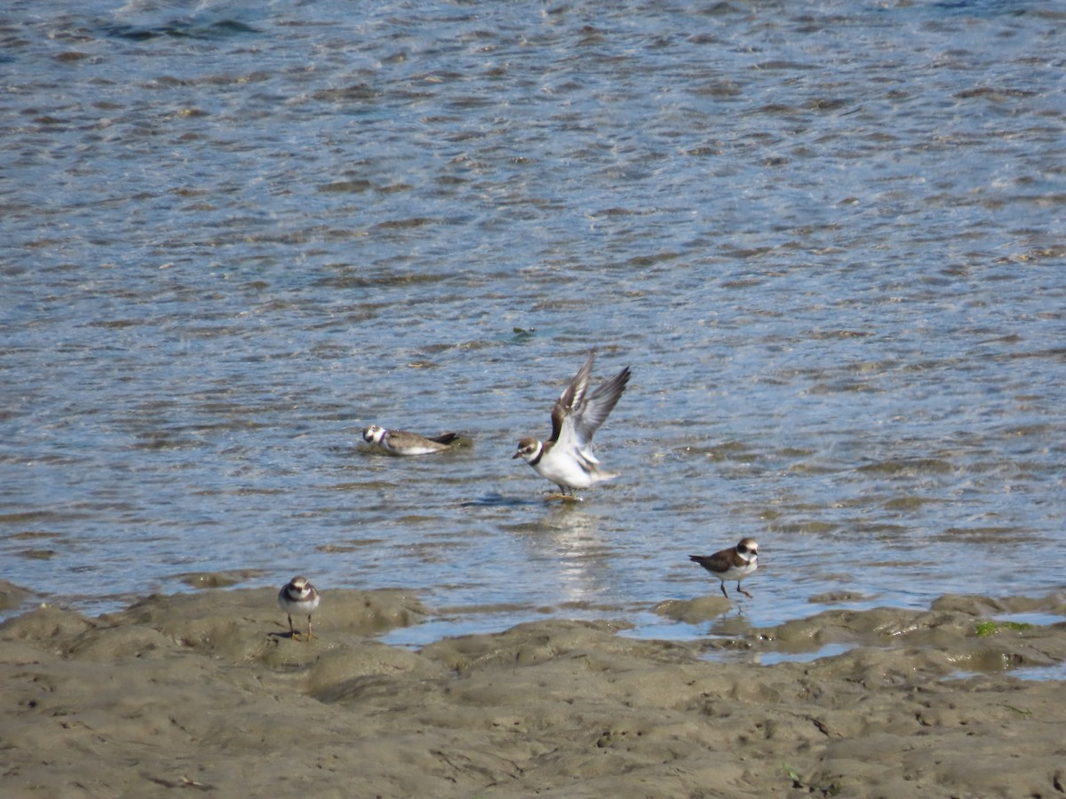 Semipalmated Plover - ML373085371