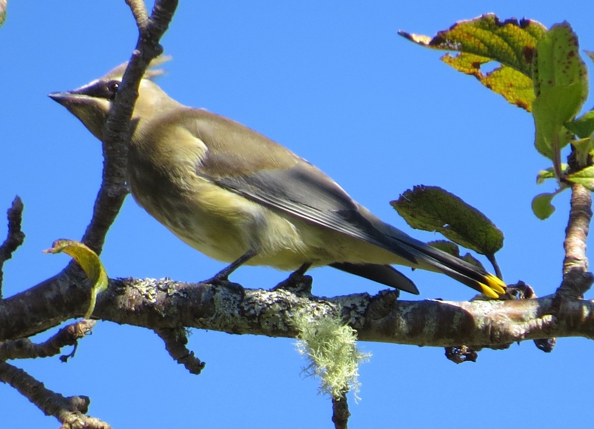 Zedernseidenschwanz - ML373086501