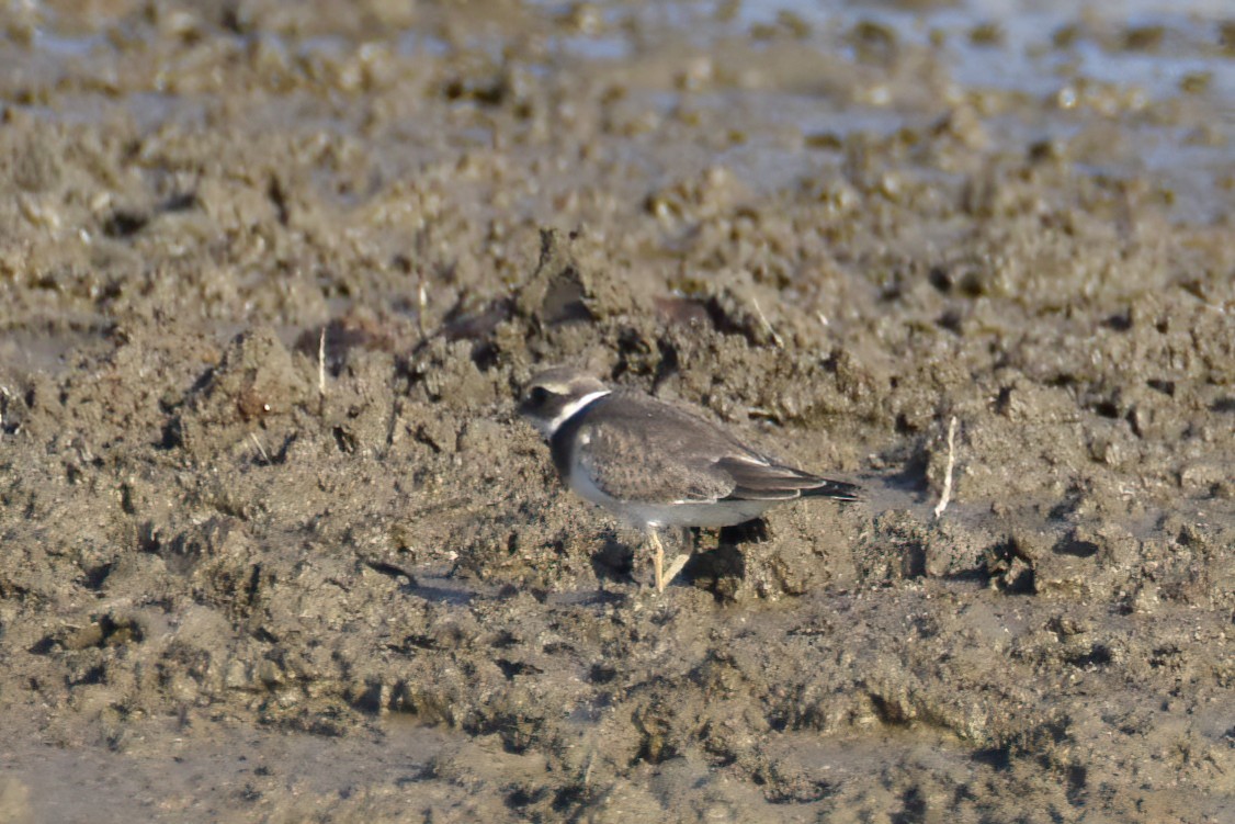 Common Ringed Plover - Aleksandar Angelov