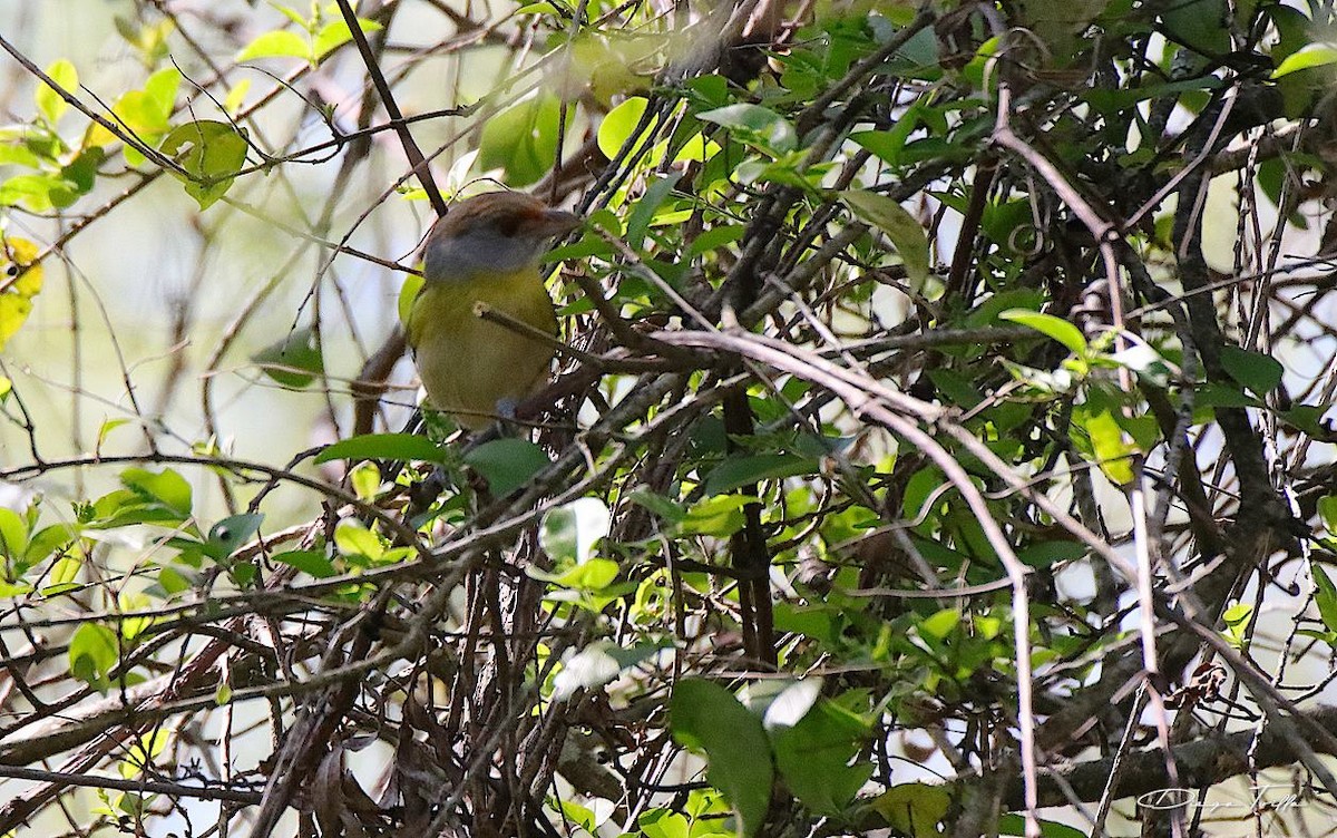 Rufous-browed Peppershrike - ML373088571