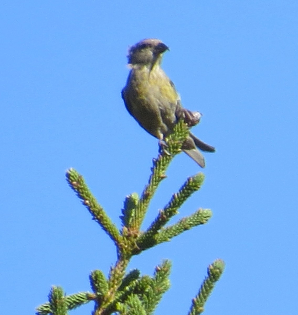 Bindenkreuzschnabel - ML373089021
