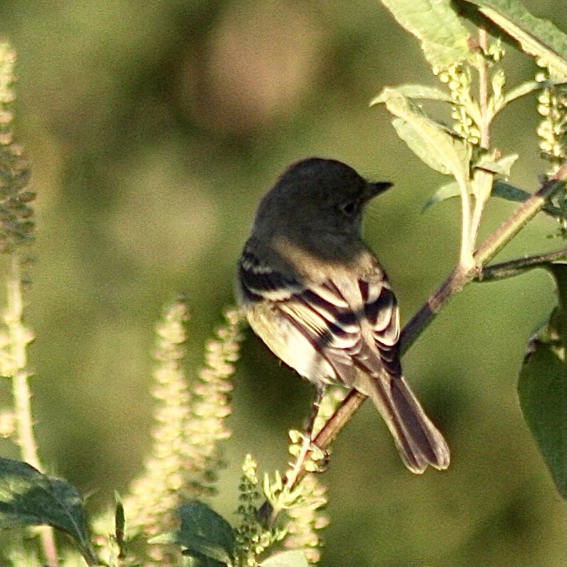 Zwergschnäppertyrann - ML373089551