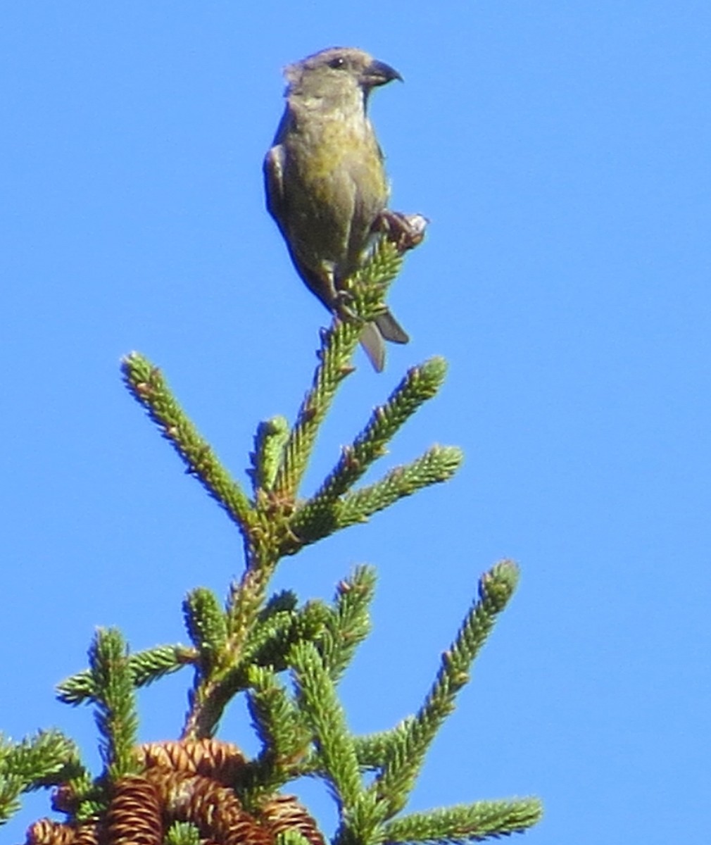 Bindenkreuzschnabel - ML373089591