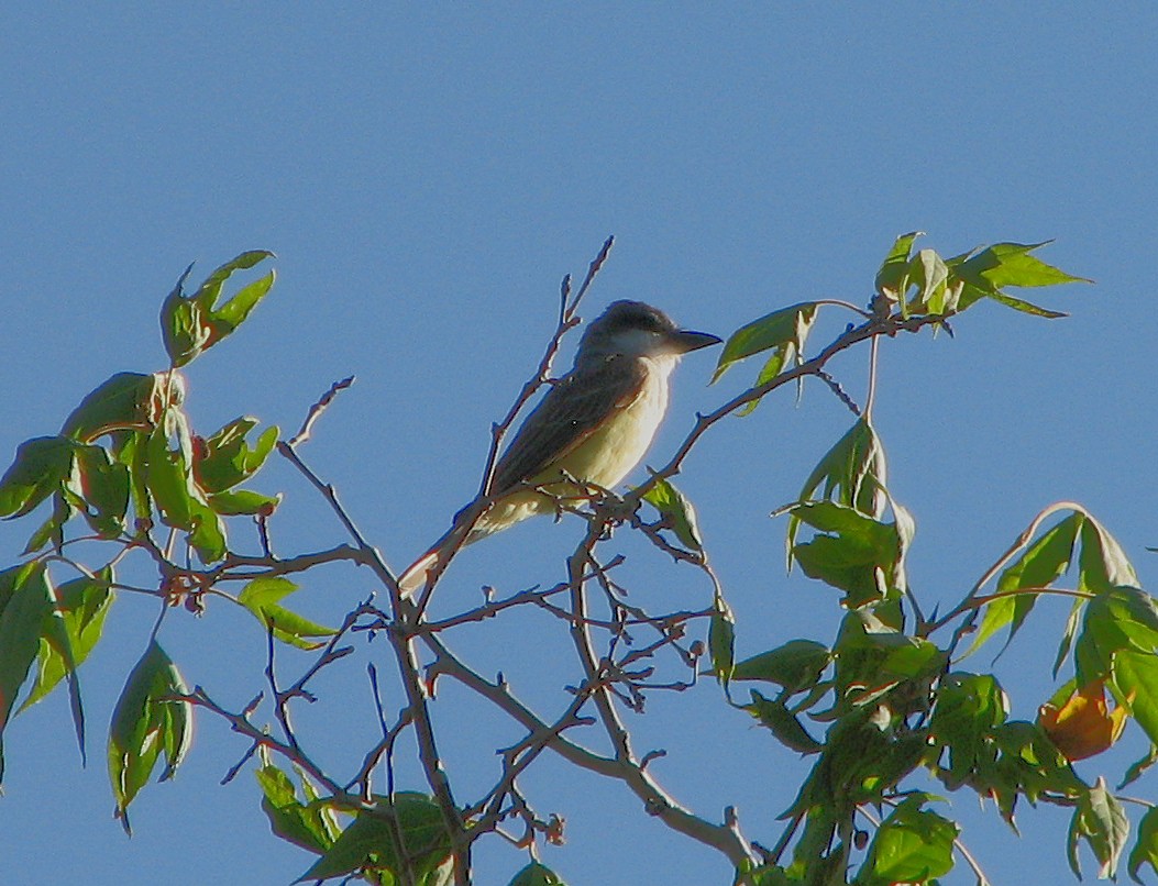 Dickschnabel-Königstyrann - ML373089791