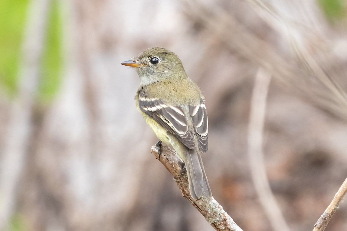 Least Flycatcher - ML373089891