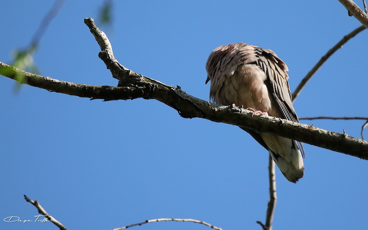 Eared Dove - ML373090091