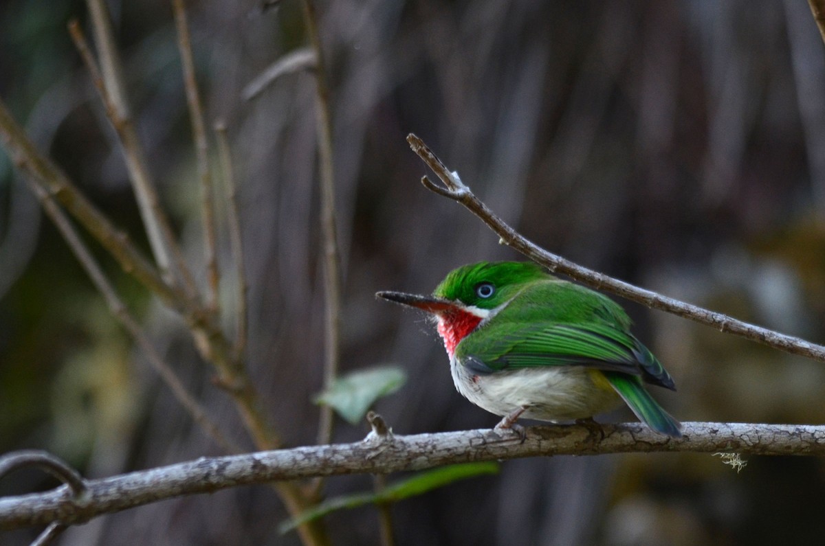 Narrow-billed Tody - ML37309111