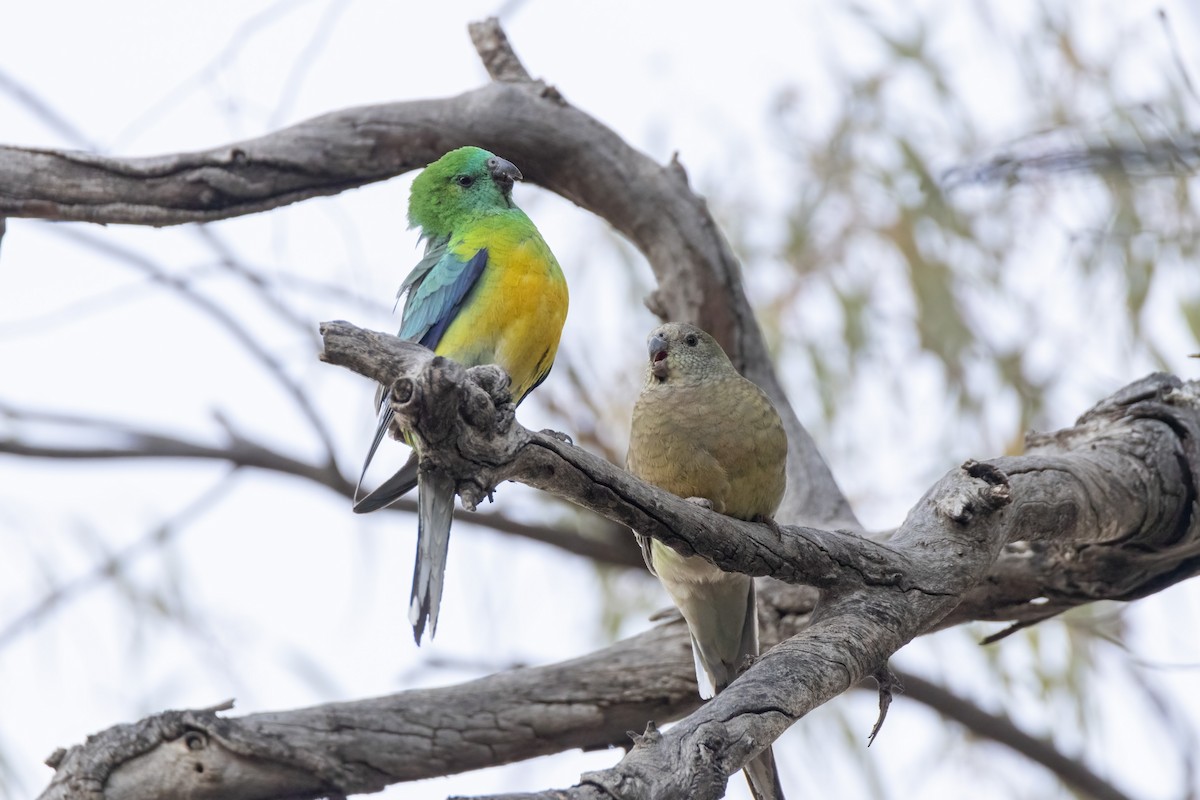 Red-rumped Parrot - ML373091801