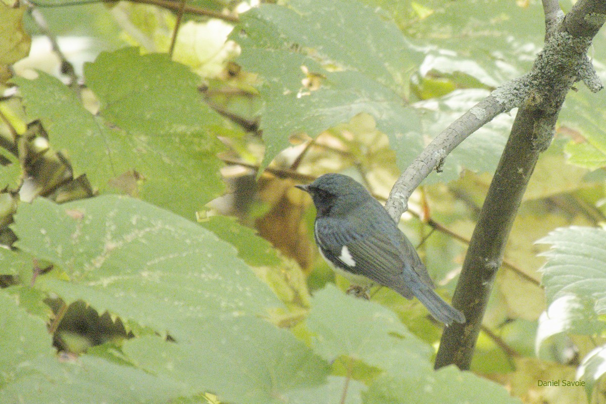 Black-throated Blue Warbler - ML373092321